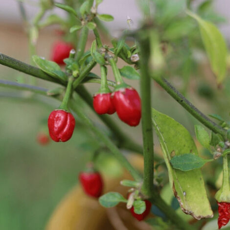 Plant de piment Goutte d'eau Button Red/Godet