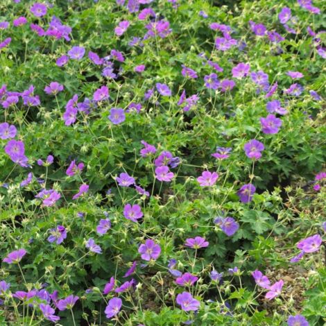 Géranium vivace Rozanne® 'Gerwat' - Prêt à planter/Pot de 2 litres - 20/40 cm
