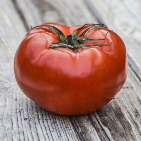 Plant de tomate Rouge Russe/Lot de 3 godets