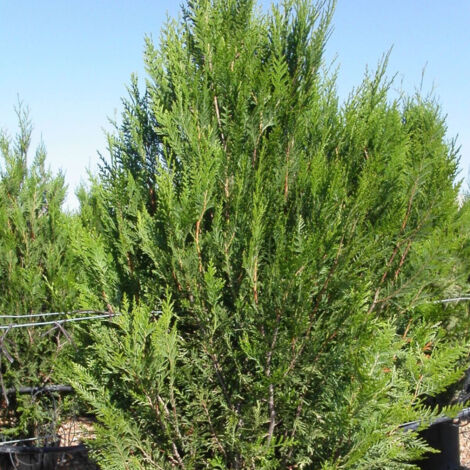 Thuya géant Atrovirens, Thuja plicata/Pot de 2L - 40/60 cm