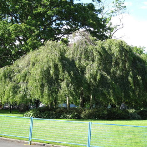 Bouleau verruqueux Youngii, Betula/Pot de 15L - Baliveau