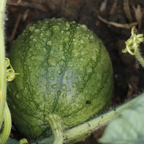 Plant de Courge Citre (Pastèque à confire)/Godet