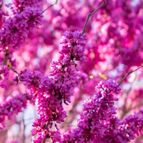 Cercis du Canada Pink Pom Pom's, Arbre de Judée, Gainier du Canada/Pot de 15L - Baliveau