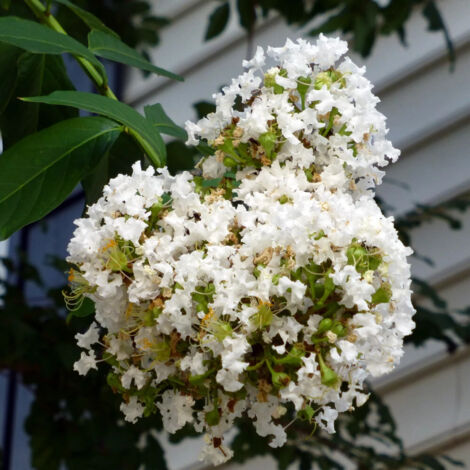 Lilas des Indes Terrasse Blanc, Lagerstroemia/Pot de 15L - 100/150 cm