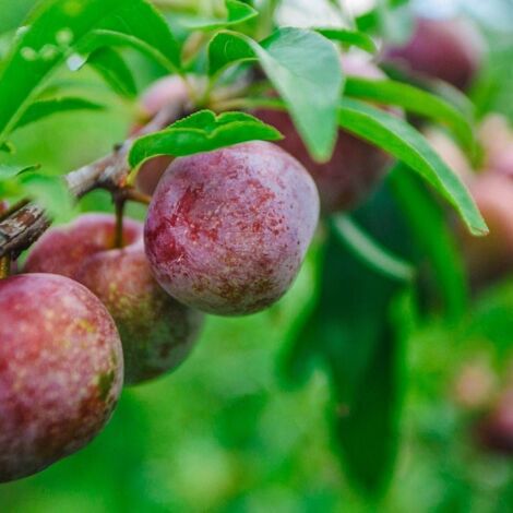 Pluot Purple Candy®/Pot de 12L - Gobelet 3 ans