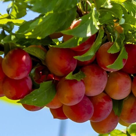 Pluot Pink Candy®/Pot de 12L - Gobelet 3 ans
