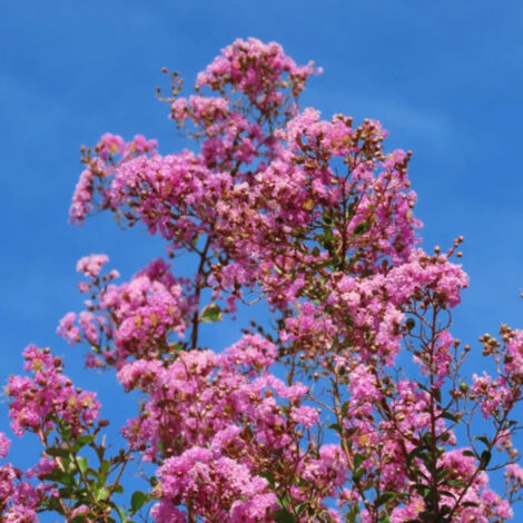 Lilas des Indes Soir d'été® 'Dessoi 062', Lagerstroemia/Pot de 3L - Touffe