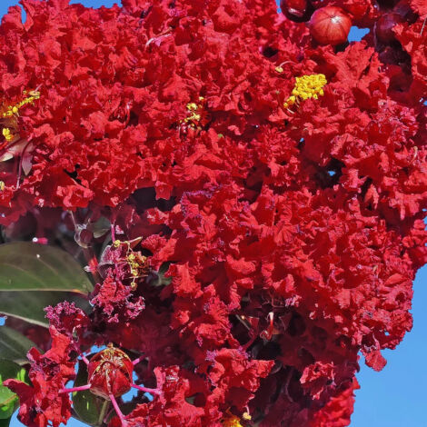 Lilas des Indes Saint Emilion® 'Desemi 103', Lagerstroemia/Pot de 3L - Touffe