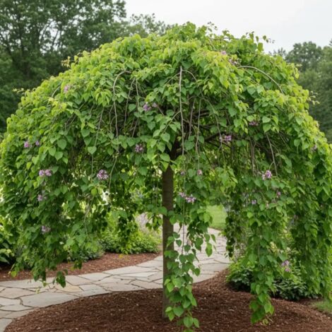 Cercis du Canada Lavender Twist, Arbre de Judée, Gainier du Canada/Pot de 15L - Baliveau