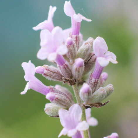 Lavande Rose/Godet - 5/20 cm (1/4)