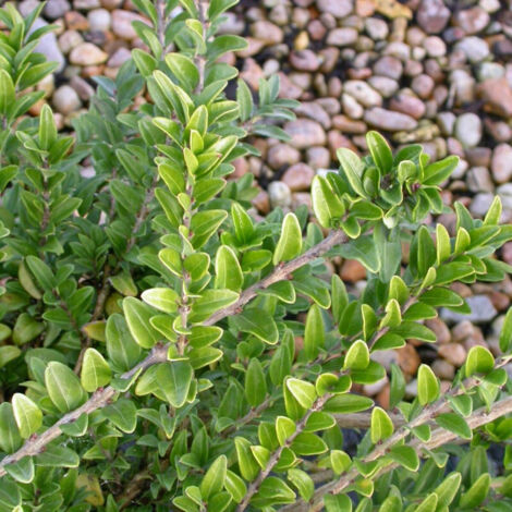 Chèvrefeuille arbustif Maigrun, Lonicera à feuilles de buis/Pot de 3L - 20/40 cm (1/3)