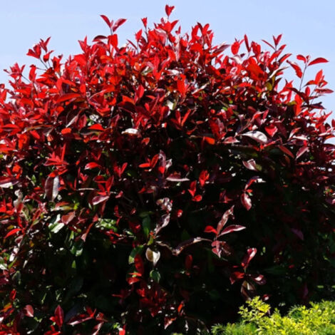 Photinia Red Robin/Pot de 15L - 120/150 cm