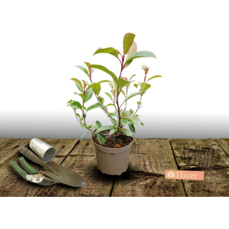Photinia Red Robin/Pot de 7,5L