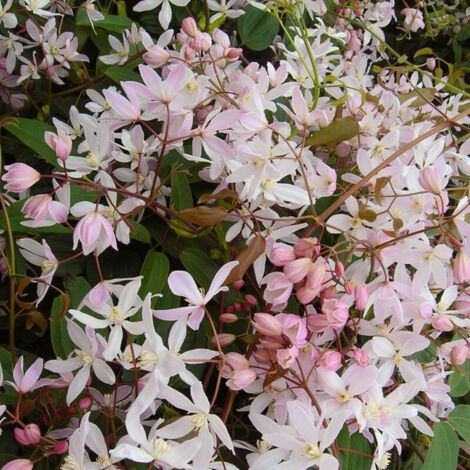 Clématite armandii Apple Blossom/Godet - 5/20 cm