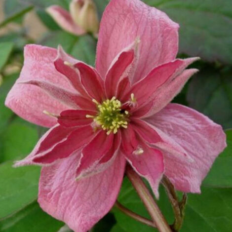 Clématite montana Broughton Star – Fleurs semi-doubles rose vif 6cm – Exposition ensoleillée ou semi-ombragée – Hauteur 6 à 8 mètres