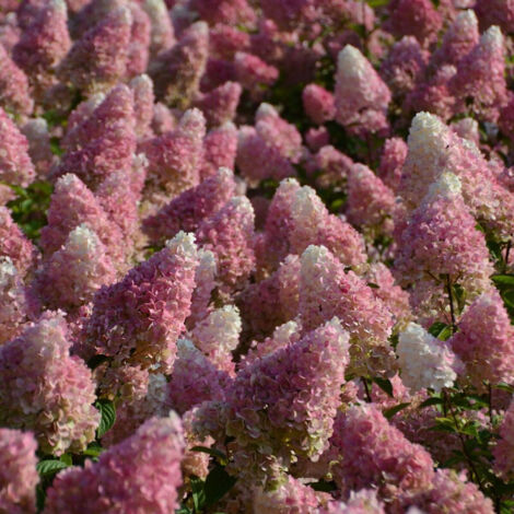 Hortensia paniculata Vanille Fraise® 'Renhy', Hydrangea paniculata/Godet - 5/20 cm (1/4)