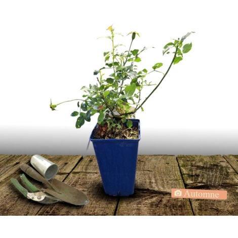 Rosier Arbustif Decorosier® Kadora® 'Noa 83100 B'/Pot De 2L