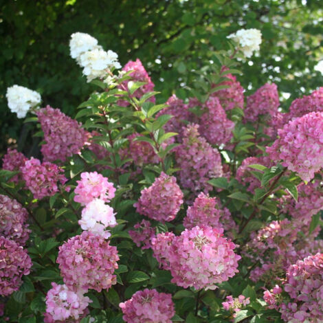 Hortensia paniculata Sundae Fraise® 'Rensun', Hydrangea paniculata/Godet - 5/20 cm (1/5)