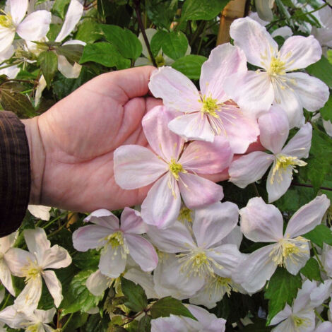 Clématite montana Giant Star® 'Gistar'/Godet - 5/20 cm