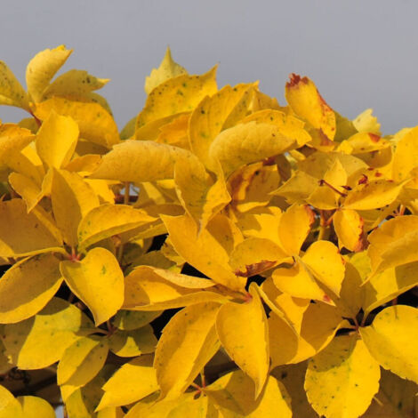 Vigne Vierge quinquefolia Yellow Wall®/Pot de 3L - Echelle bambou 60/120 cm (1/3)