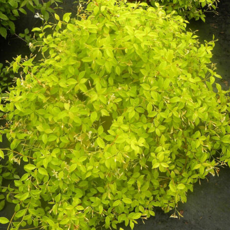 Jasmin étoilé Golden Memories®/Pot de 1,5L - Tuteur bambou 30/60 cm