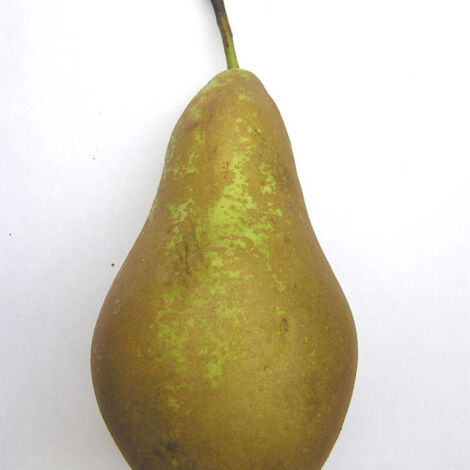 Poirier 'Conférence' 10L – Arbre fruitier de taille moyenne – Exposition ensoleillée – Fleurs blanches – Fruits allongés vert jaunâtre (1/5)