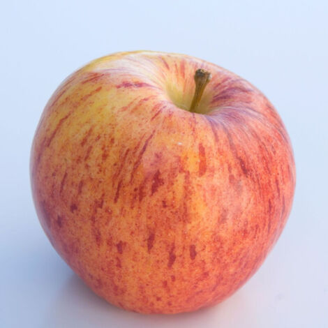 Pommier Gala/Pot de 12L (1/5)