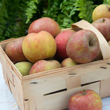 Pommier Boskoop Rouge/Pot de 10L (1/5)