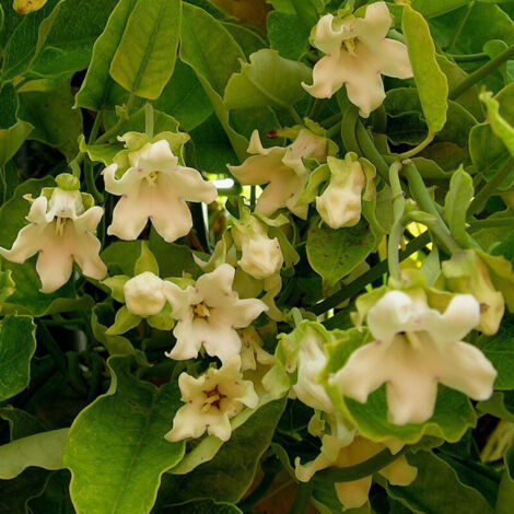 Araujia blanc, Plante cruelle/Godet - 5/10 cm