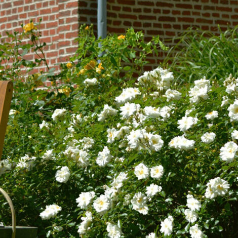 Rosier arbustif Decorosier® Opalia® 'Noaschnee'/Pot de 2L - 40/60 cm