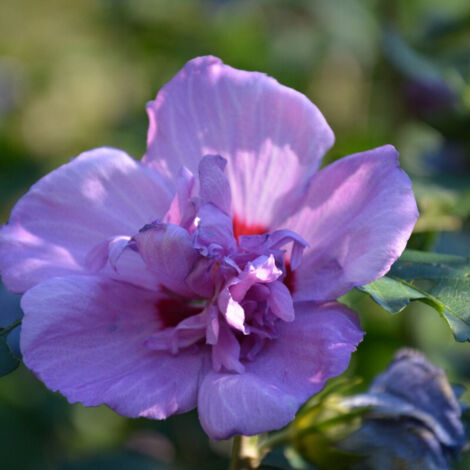Hibiscus Ultramarine® 'Minultra', Althéa/Pot de 7,5L - Tigette - 60/80 cm (1/5)