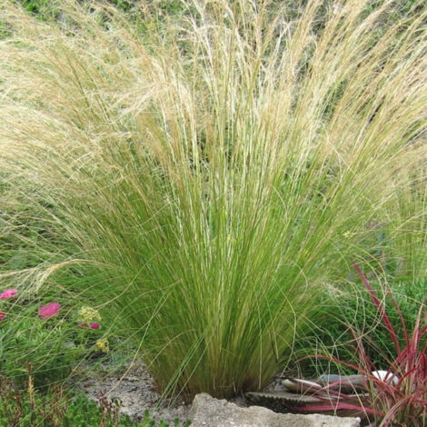 Cheveux d'anges Pony Tails/Pot de 2L - 40/60 cm
