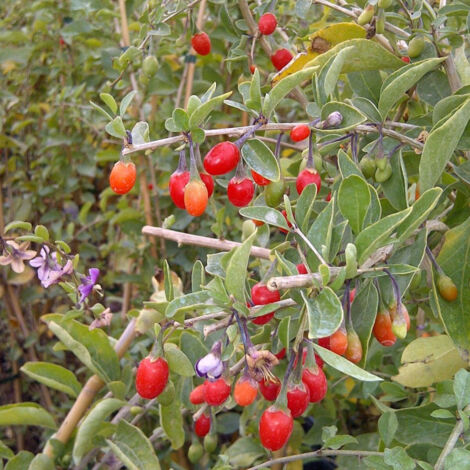 Baie de Goji barbarum/Pot de 1,5L - Tuteur bambou 30/60 cm