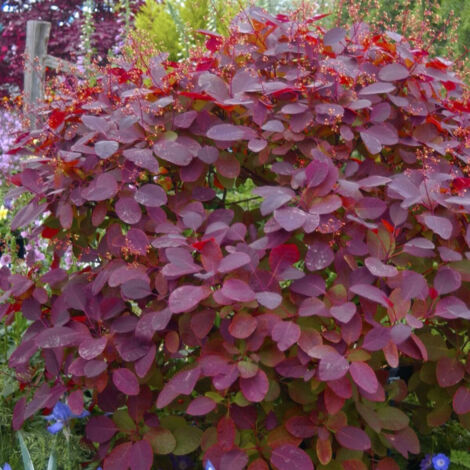 Arbre à perruque x dummeri Grace/Pot de 7,5L