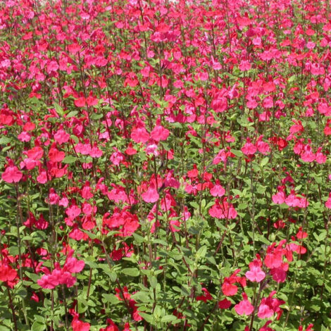 Salvia Microphylla 'Royal Bumble' - Sauge Vivace à Fleurs Rouges - Conteneur 3-4 Litres - Rustique Jusqu'à -15°C