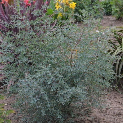 Eucalyptus France Bleu® 'Rengun'/Pot de 3L