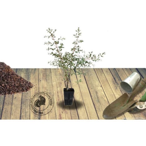 Eucalyptus France Bleu® 'Rengun'/Pot de 3L