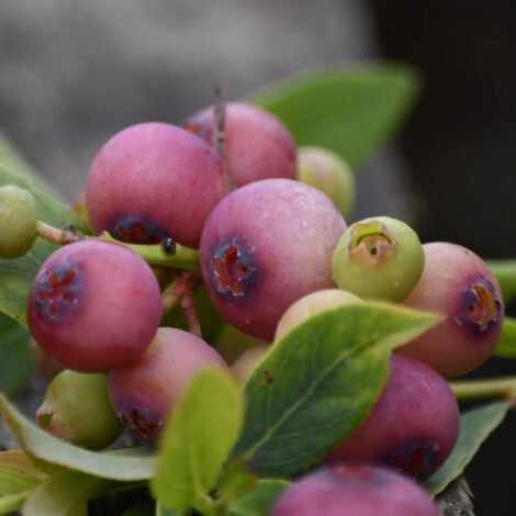 Myrtille Pink Lemonade, Myrtillier/Pot de 5L - 40/80 cm (1/5)