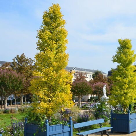 Arbre aux 40 écus Blagon®/Pot de 7,5L