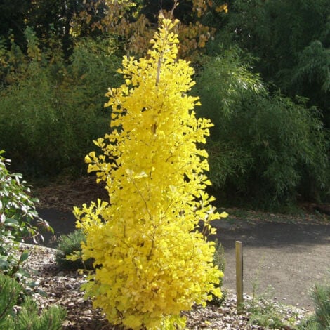 Arbre aux 40 écus Blagon®/Pot de 7,5L