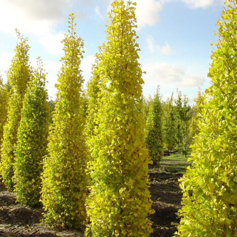 Arbre aux 40 écus Blagon®/Pot de 7,5L
