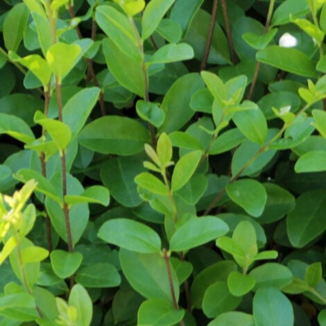Troène du Japon/Pot de 7,5L
