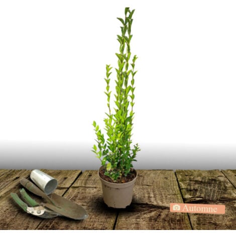 Troène du Japon/Pot de 7,5L