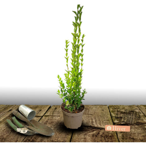 Troène du Japon/Pot de 7,5L