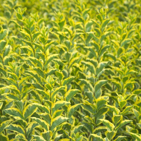 Troène de Californie Aureum/Pot de 7,5L