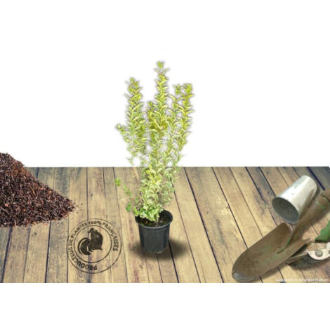 Troène de Californie Aureum/Pot de 7,5L