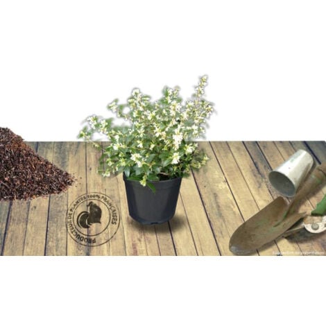 Osmanthe de Burkwood/Pot de 7,5L