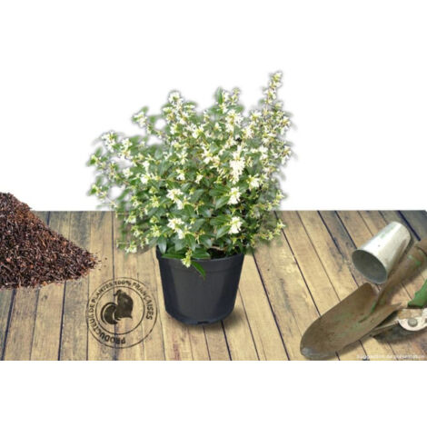 Osmanthe de Burkwood/Pot de 7,5L