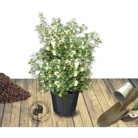 Osmanthe de Burkwood/Pot de 7,5L