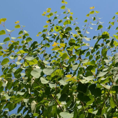 Arbre au caramel japonicum/Pot de 7,5L